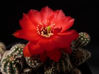 Thumbnail of 1257_Chamaecereus silvestrii_20130613(1).JPG